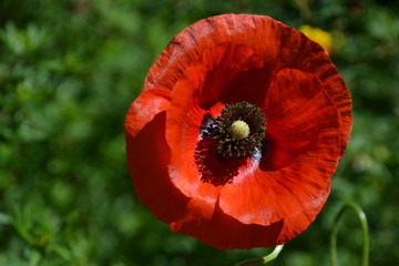 knallrote Mohnbl&uuml;te im Grossformat