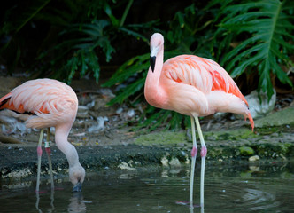 Розовый фламинго