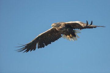 White-tailed Eagle in Flight