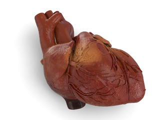 Human Heart - 3D