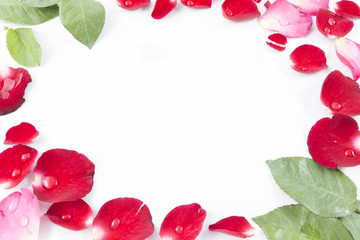 Frame Rose petals isolated on white background