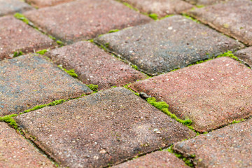 Paving stones with moss