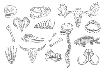 Diverse Skulls and Bones Set. Isolated on white background.