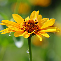 Yellow chamomile flower in summer