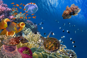 Fototapeta premium Colorful coral reef with many fishes and sea turtle