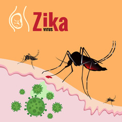 Zika Virus Outbreak and Mosquito sucking blood on skin