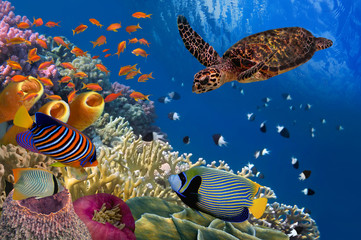 Obraz premium Colorful coral reef with many fishes and sea turtle