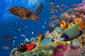 Schilderijen op glas Kleurrijk koraalrif met veel vissen en zeeschildpadden © vlad61_61