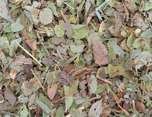 Close view of dried bilberry leaf