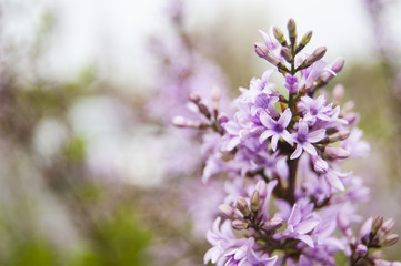 Wallpaper Violet Flowers