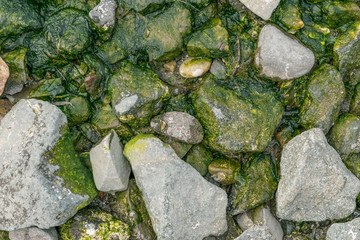 Green sea algae at rocks. Selective focus.