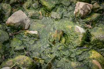 Green sea algae at rocks. Selective focus.