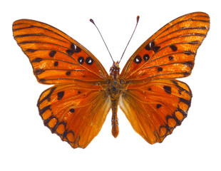 Fototapeta na wymiar Orange passion butterfly