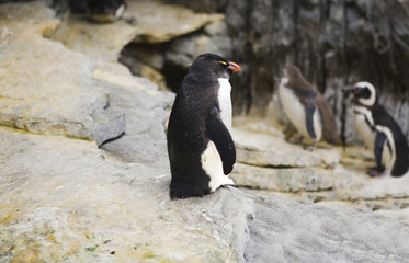 Rockhopper penguin