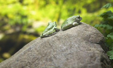 Green toads on rock