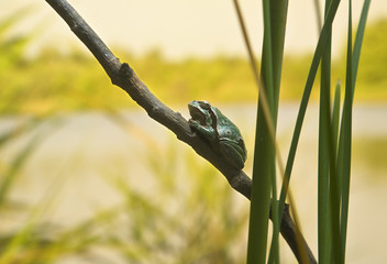 European tree frog