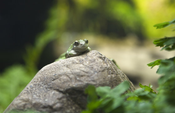 Green toad on rock