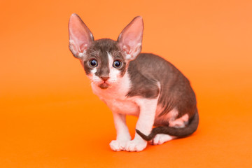 Kitten Cornish Rex