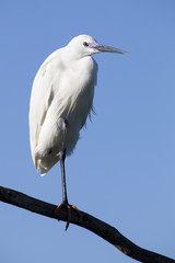 Little egret sits on a perch against blue sky