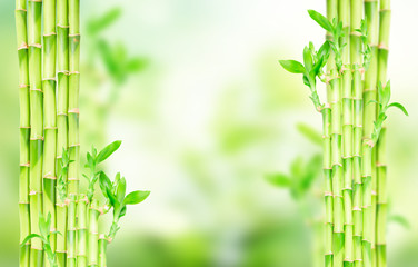 green bamboo stems