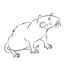 black and white rat image