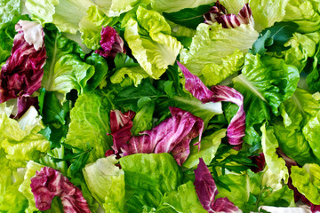 Background of salad greens