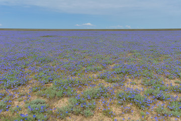 Flowering steppe in spring. The flowers are Veronica glauca (syn. Veronica amoena). Nature landscape. Mangyshlak Peninsula, Kazakhstan. - 107140518