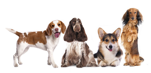 long haired miniature dachshund and standard dachshund and shepherd