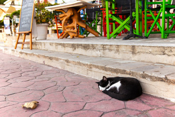Black and white cat sleeping on a pavement, street in Alonnisos, Greece