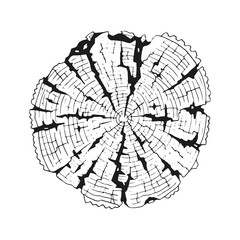 Obraz premium Tree-rings. Vector graphics.