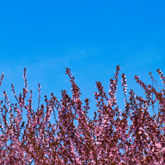 blossoming tree with pink flowers, blue sky