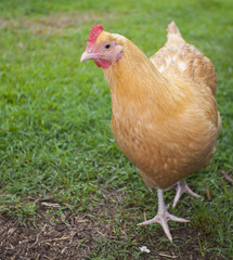 Curious hen