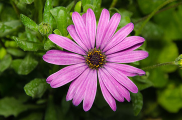 Fototapeta premium Macro di una margherita africana, osteospermum
