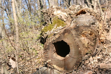 Tree trunk for us, shelter for animals