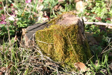 Rousing spring - tree stump beside the forest road to the top of Hars-hegy, Hungary