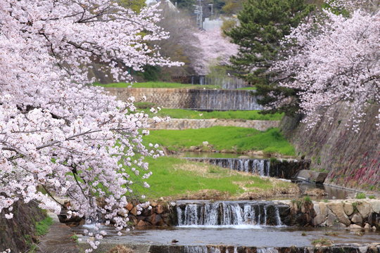 Cherry blossom at Ashiya river in Japan