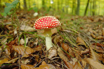 Agaricus muscarius - Fliegenpilz im Wald