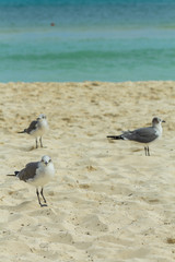 Seagull on the beach fill up at home