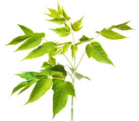 maple branch isolated on a white background