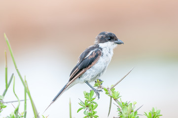 Female Common Fiscal