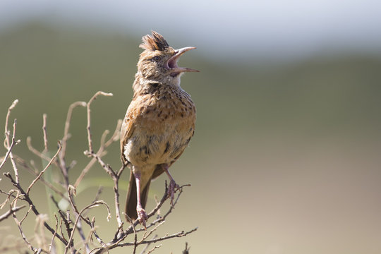 Rufous-naped lark sit on a branch and call to claim his territor