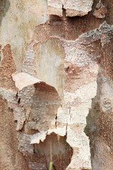 Peeling bark on tree,color toned.