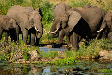 African Elephant herd drinking in the riverbed