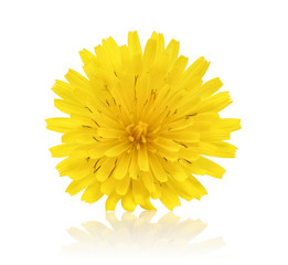 Dandelion © mates