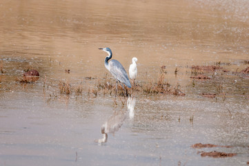 Black-headed heron and a cattle egret