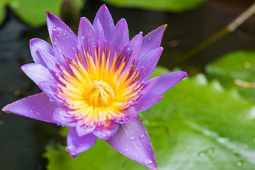 image of water lily or a lotus flower