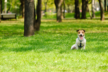 Happy terrier dog sitting on grass at spring park
