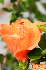 orange flower 3072