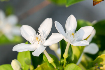 white flower 3073