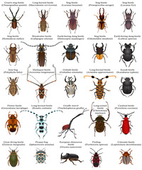 Collection of different species of beetles and bugs